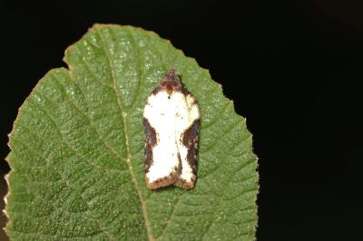 Acleris schalleriana