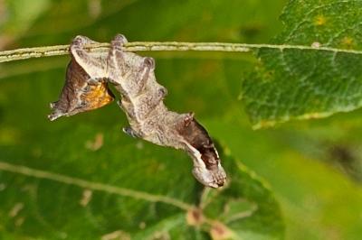 Notodonta ziczac