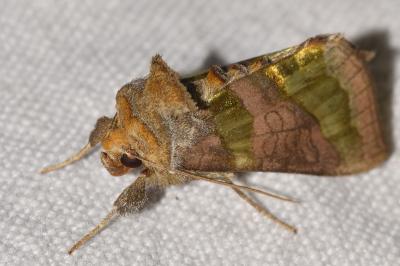 Diachrysia chrysitis