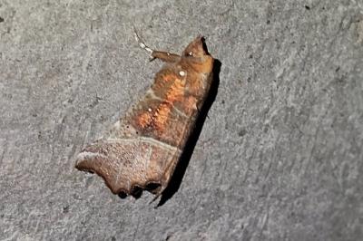 Scoliopteryx libatrix
