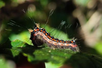Acronicta tridens