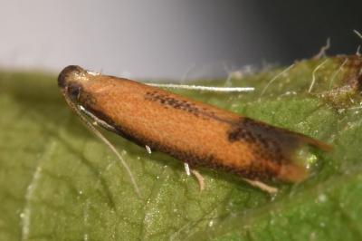 Coptotriche marginea