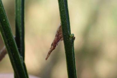 Coleophora calycotomella