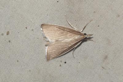 Sclerocona acutella
