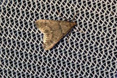 Bostra obsoletalis