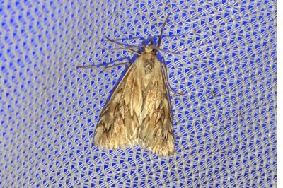 Cynaeda dentalis
