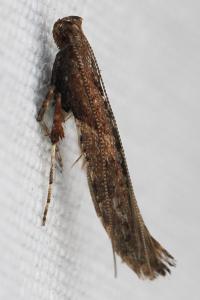 Caloptilia falconipennella