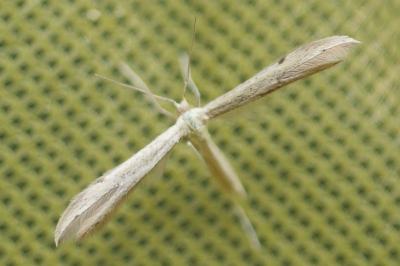 Adaina microdactyla