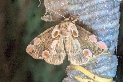 Thyatira batis