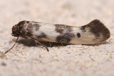 Enolmis acanthella