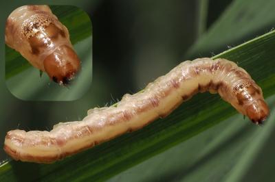 Phragmataecia castaneae