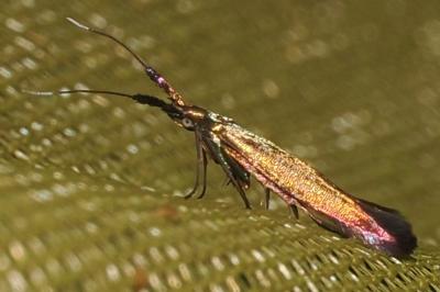 Coleophora deauratella