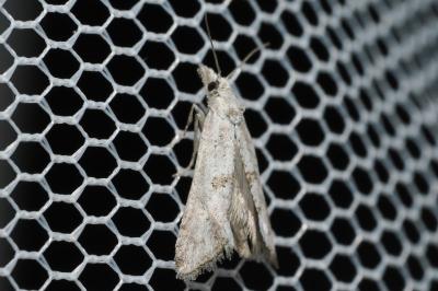 Cochylimorpha elongana