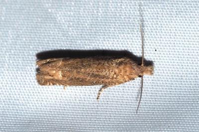 Pelochrista caecimaculana