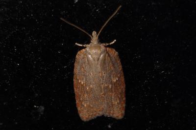 Acleris schalleriana