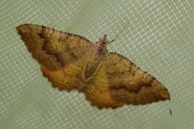 Camptogramma bilineata