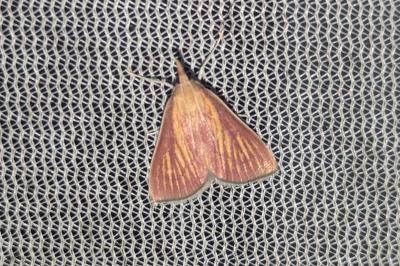 Nascia cilialis