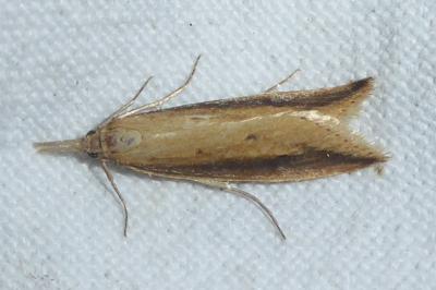 Donacaula forficella