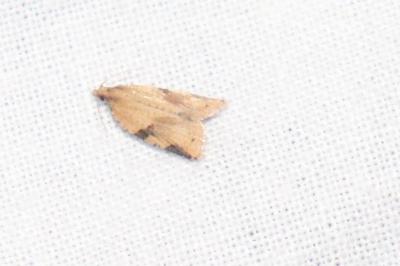 Clepsis spectrana