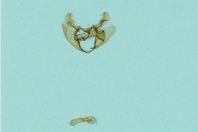 Cochylimorpha straminea