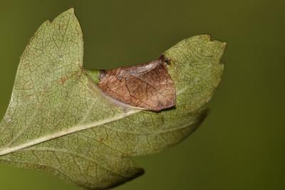 Parornix anglicella