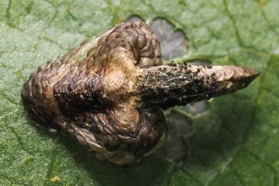 Coleophora kuehnella