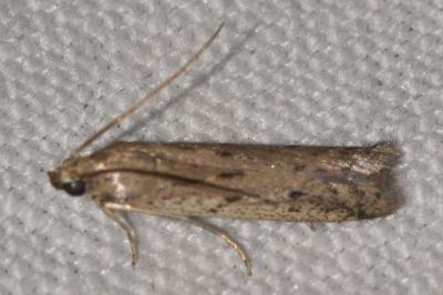 Phycitodes inquinatella