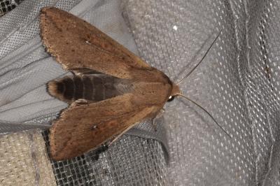Mythimna unipuncta