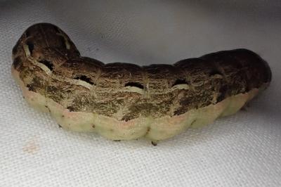 Noctua pronuba