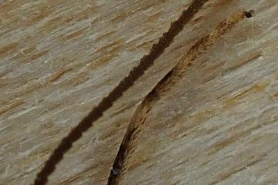 <i>Thera britannica</i>