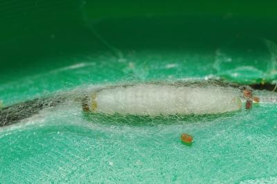 <i>Plodia interpunctella</i>