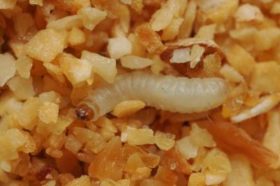 <i>Plodia interpunctella</i>