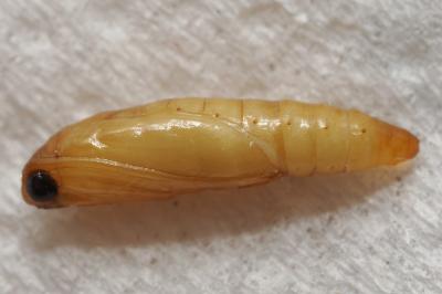 <i>Plodia interpunctella</i>