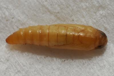 <i>Plodia interpunctella</i>