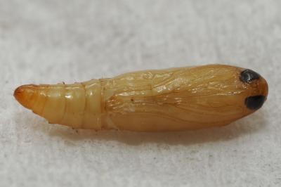 <i>Plodia interpunctella</i>