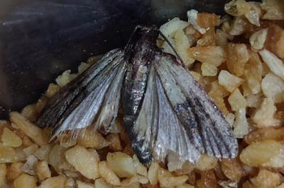 <i>Plodia interpunctella</i>