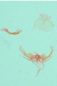 <i>Agdistis heydenii</i>