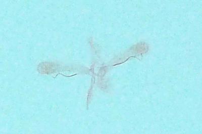 <i>Phyllonorycter maestingella</i>