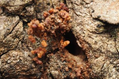 <i>Enarmonia formosana</i>