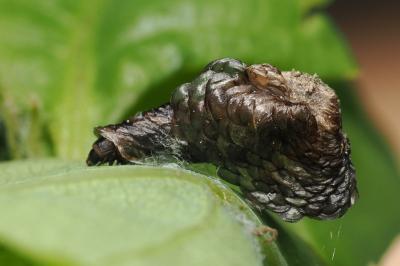 <i>Coleophora kuehnella</i>