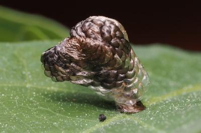 <i>Coleophora kuehnella</i>