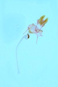 <i>Mesapamea secalis</i>