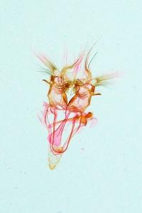 <i>Nycteola siculana</i>