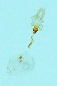 <i>Acleris ferrugana</i>