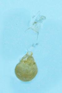 <i>Eupithecia absinthiata</i>