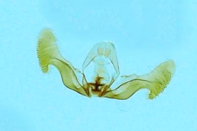 <i>Eucosma hohenwartiana</i>