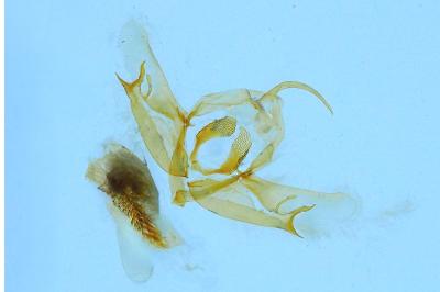 <i>Acronicta tridens</i>