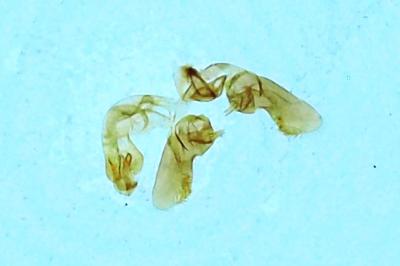 <i>Bactra lancealana</i>