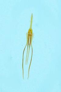 <i>Nematopogon swammerdamella</i>