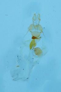 <i>Hoplodrina ambigua</i>